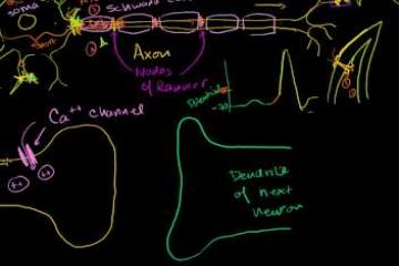 Lecture: Neuronal Synapsis (Chemical)