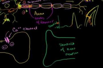 Lecture: Neuronal Synapsis (Chemical)