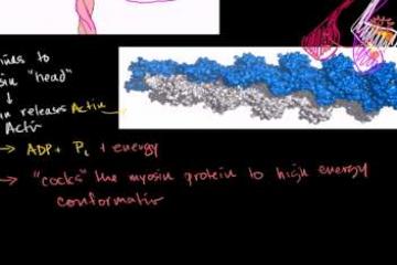 Lecture: Myosin and Actin