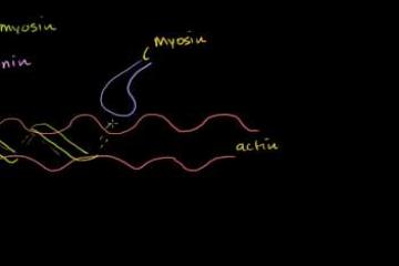 Lecture: Tropomyosin and Troponin