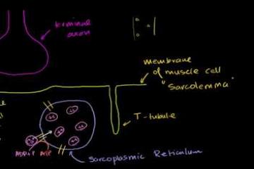 Lecture: Role of the Sarcoplasmic