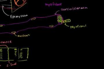 Lecture: Muscle Cell Structure