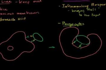 Lecture: Role of Phagocytes in Innate or Nonspecific Immunity
