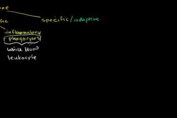 Lecture: Innate and Adaptive Humoral vs. Cell-Mediated Immune Responses