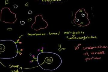 Lecture: B Cells: B Lymphocytes