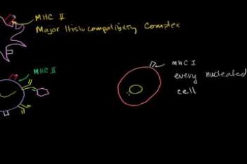 Lecture: Cytotoxic T Cells: Activation by MHC-Vantigen Complexes