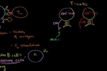 Lecture: Review of B Cells, CD4+ T Cells and CD8+ T Cells 