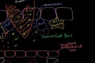 Lecture: Inflammatory Response 