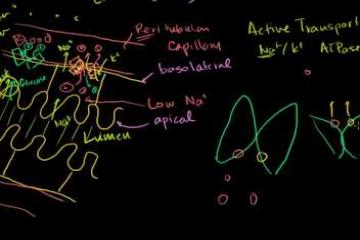 Lecture: Secondary Active Transport in the Nephron 