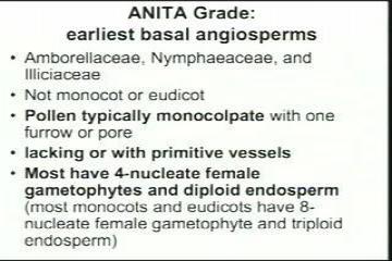 Lecture: Angiosperms 2 