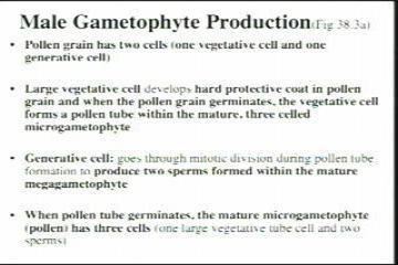 Lecture: Angiosperms 3b 