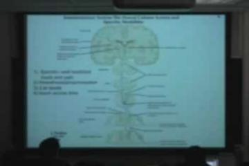 Lecture: Behavioral Neuroscience II