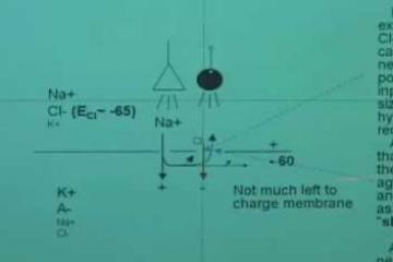 Lecture: Behavioral Neuroscience V